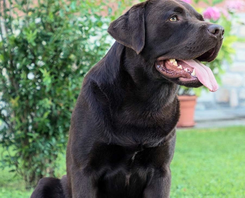 collare per il labrador retriever - LabforDream