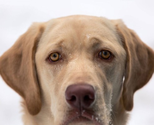 Labrador Dudley genetica e caratteristiche